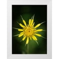 thumbnail image 1 of Pryor-Luzier, Maresa 18x24 White Modern Wood Framed Museum Art Print Titled - Yellow Salsify-Tragopogon dubius-Capulin Sprints Trail-Sandia Mountains-New Mexico, 1 of 4