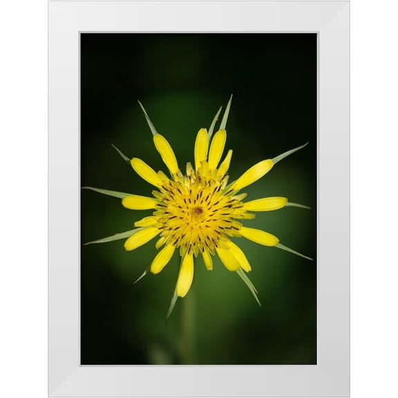 Pryor-Luzier, Maresa 24x32 White Modern Wood Framed Museum Art Print Titled - Yellow Salsify-Tragopogon dubius-Capulin Sprints Trail-Sandia Mountains-New Mexico