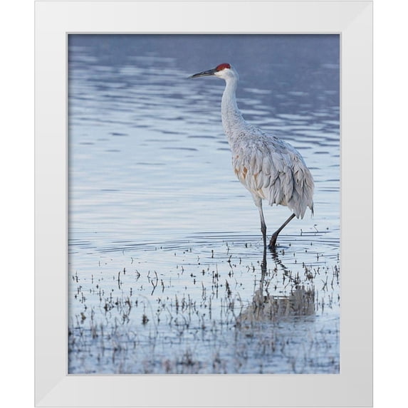 Pryor, Maresa 20x24 White Modern Wood Framed Museum Art Print Titled - Sandhill crane-Bosque del Apache National Wildlife Refuge-New Mexico