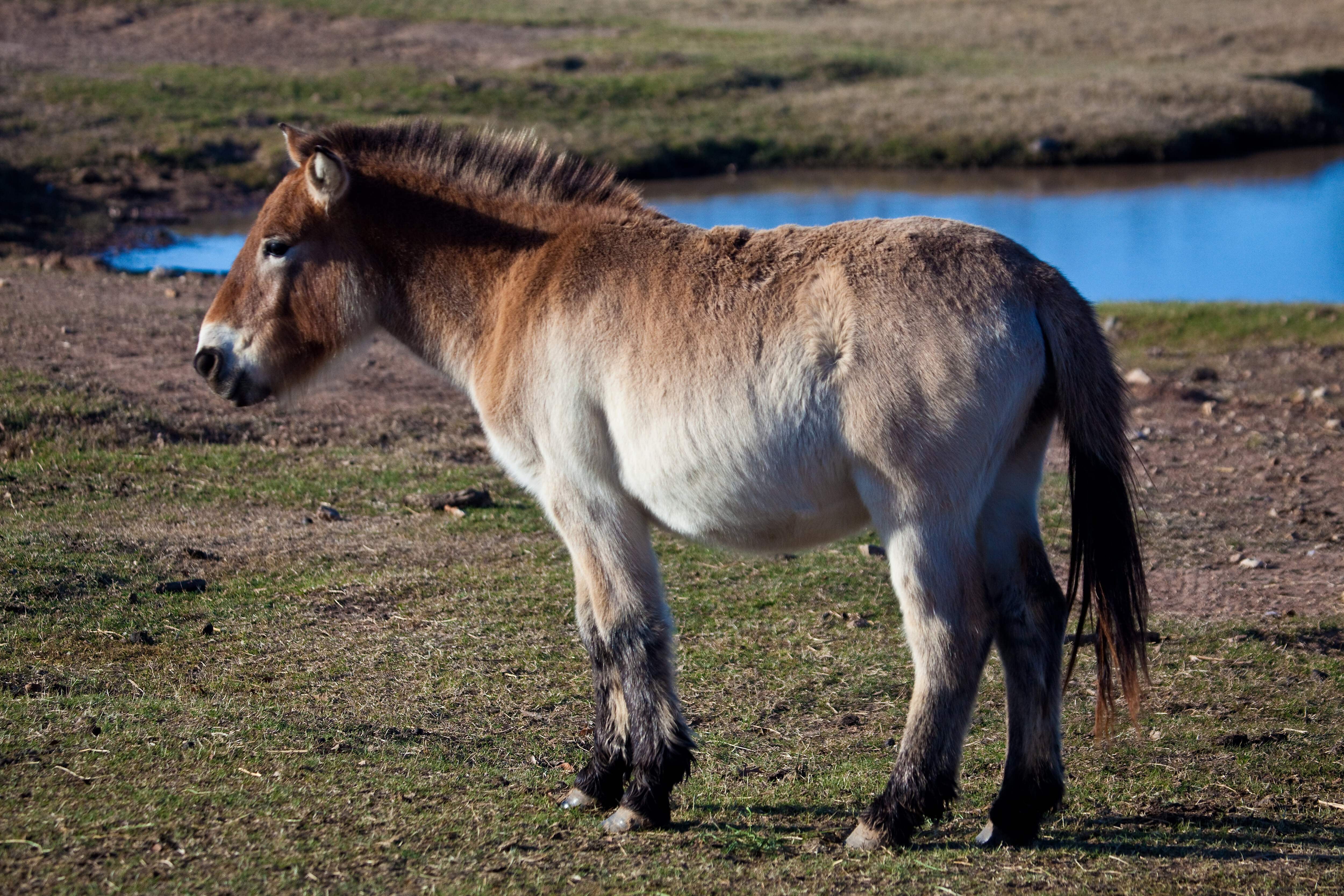 Przewalski Horse Breed Mongolian GLOSSY POSTER PICTURE PH…