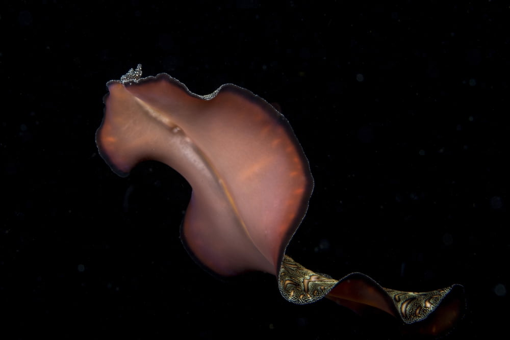 Pseudobiceros bedfordi flatworm Malaysia Canvas Art - Mathieu MeurStocktrek Images (17 x 12)