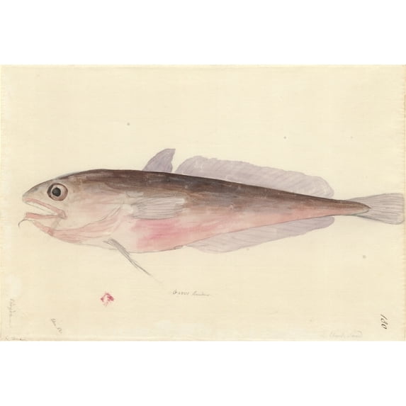 Pseudophycis Bacchus, Red Codling Poster Print By Mary Evans Natural History Museum (36 X 24)
