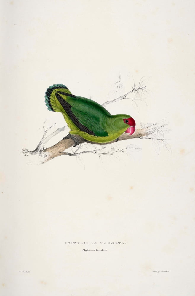 Psittacidae 1832 Abyssinian Parakeet Canvas Art - Edward Lear (24 x 36)