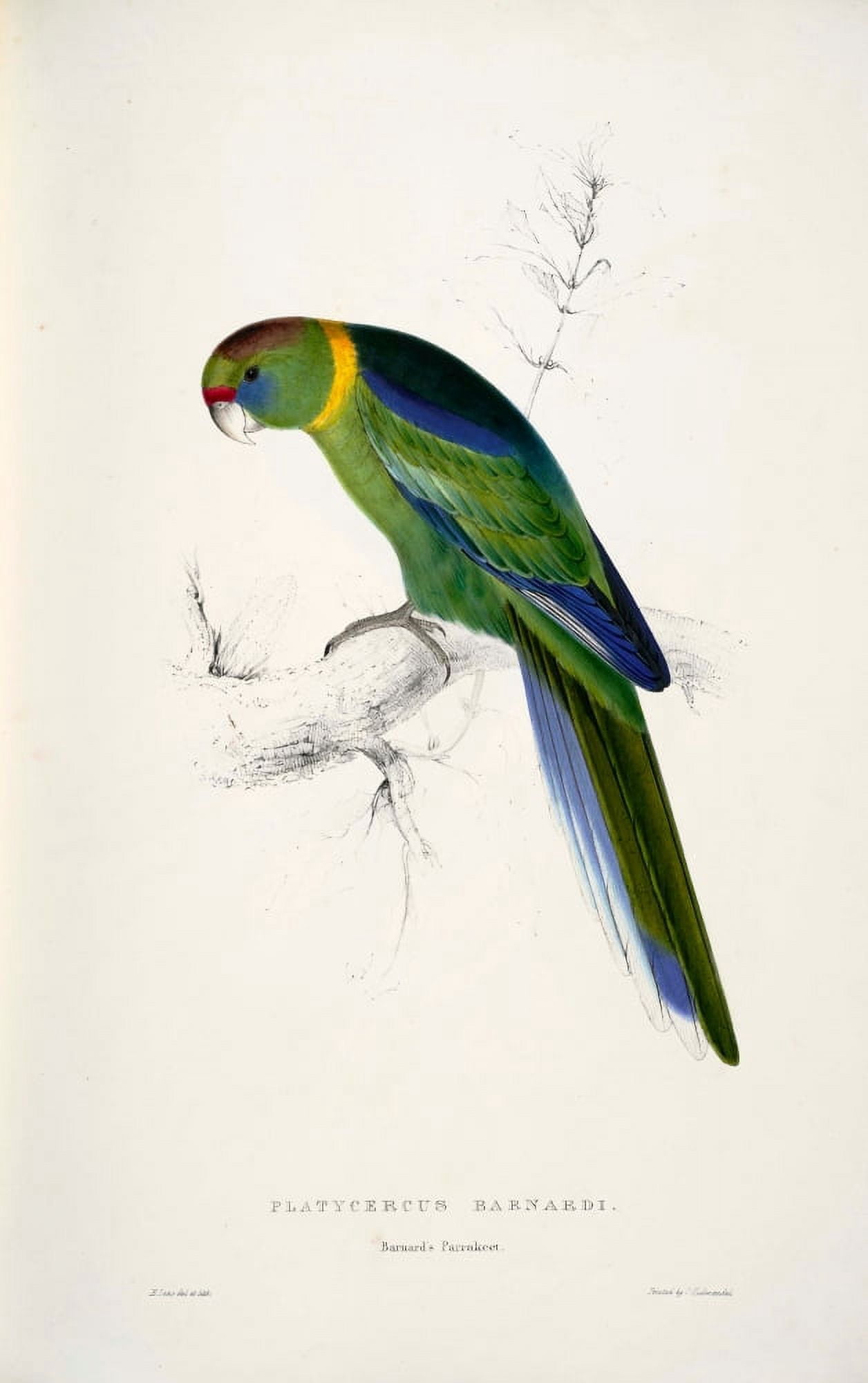 Psittacidae 1832 Barnards Parakeet Canvas Art - Edward Lear (24 x 36)