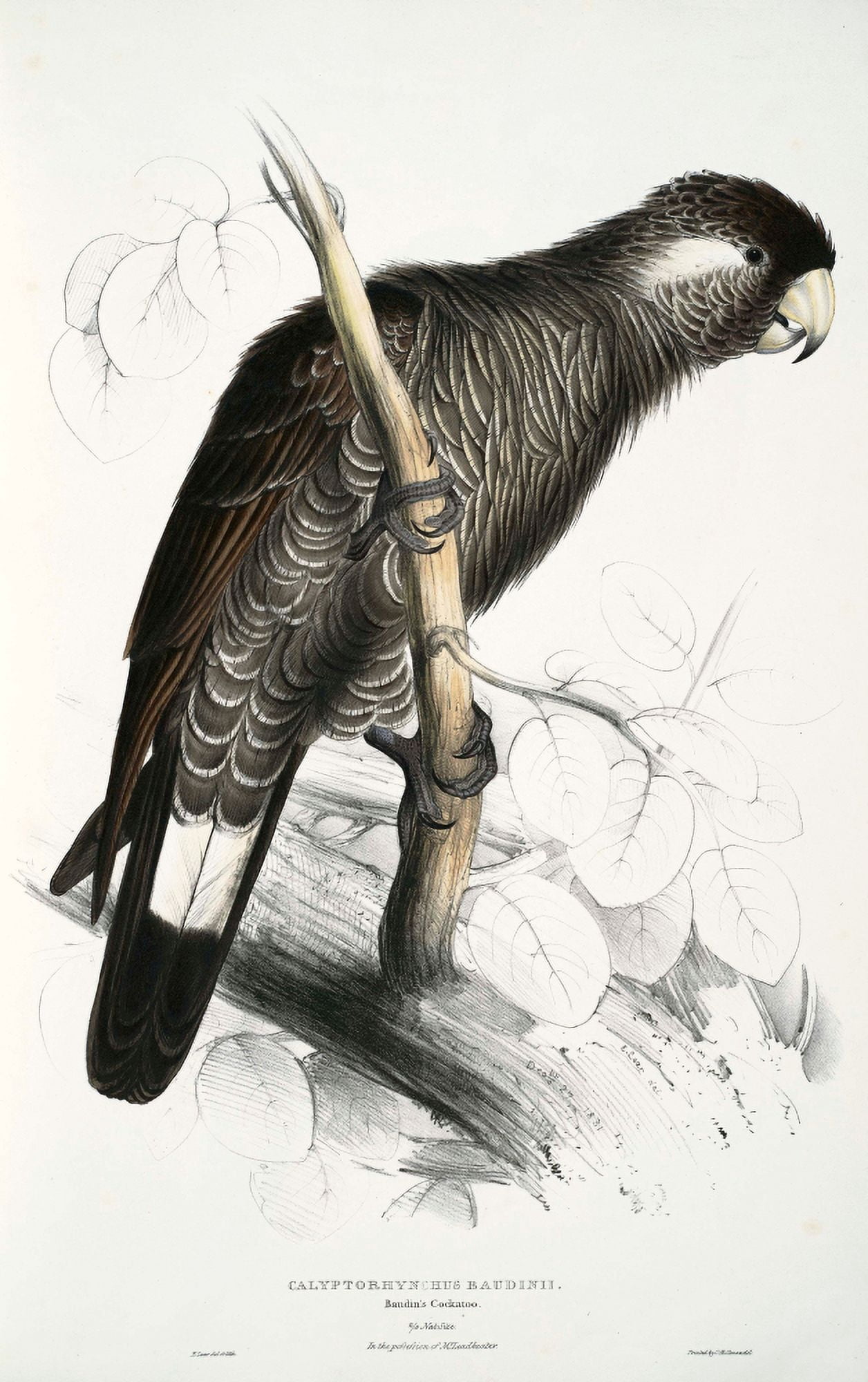 Psittacidae 1832 Baudins Cockatoo Canvas Art - Edward Lear (18 x 24)