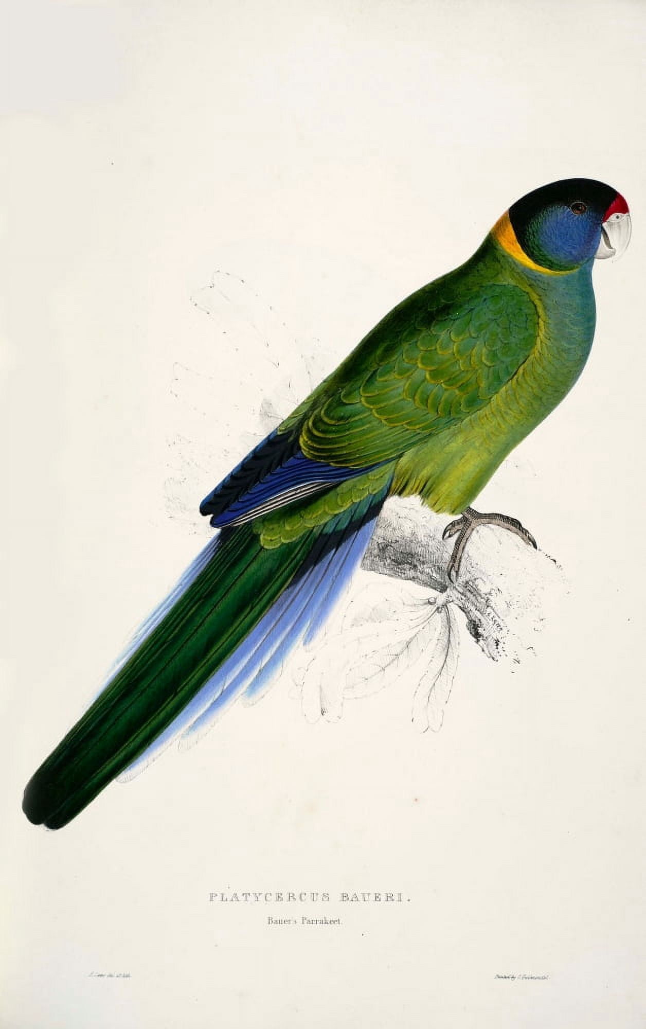 Psittacidae 1832 Bauers Parakeet Canvas Art - Edward Lear (18 x 24)