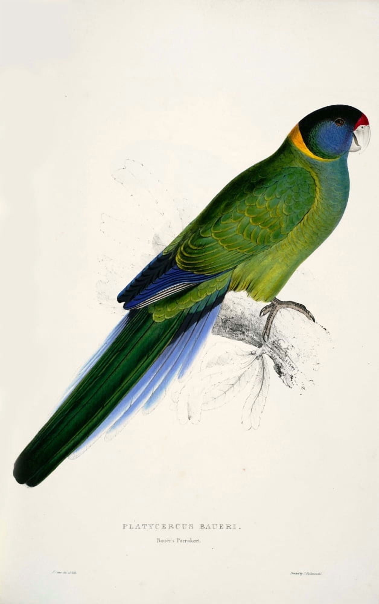 Psittacidae 1832 Bauers Parakeet Canvas Art - Edward Lear (24 x 36)