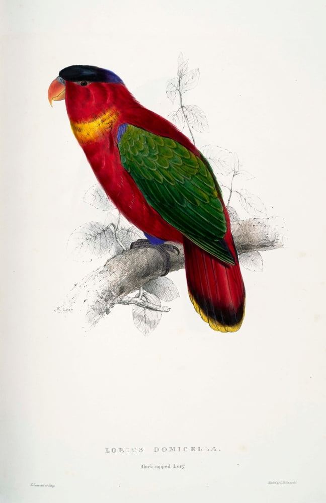 Psittacidae 1832 Black-capped Lory Canvas Art - Edward Lear (18 x 24)