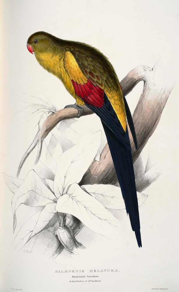 Psittacidae 1832 Black-tailed Parakeet Canvas Art - Edward Lear (18 x 24)