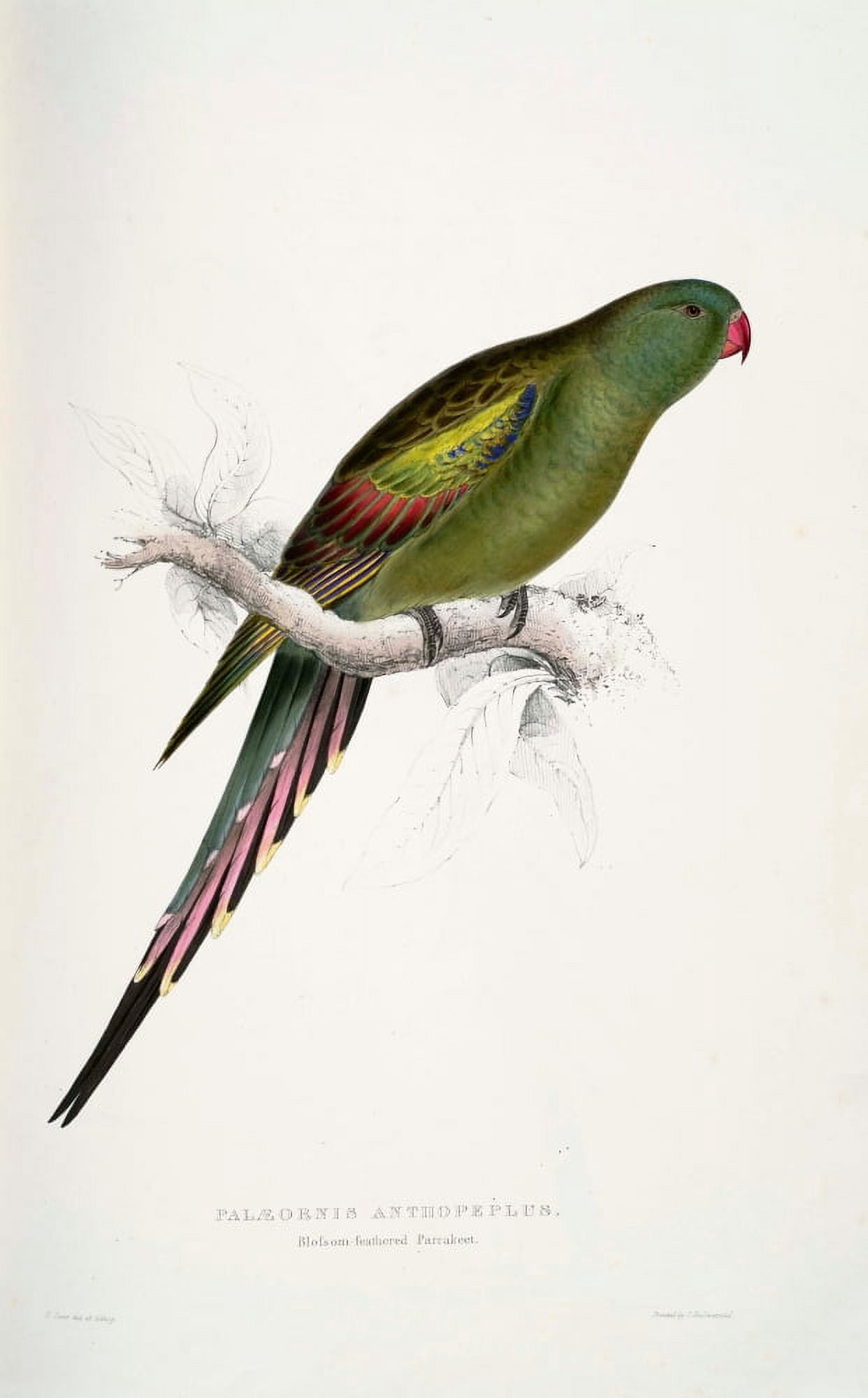 Psittacidae 1832 Blossom-feathered Parakeet Canvas Art - Edward Lear (24 x 36)