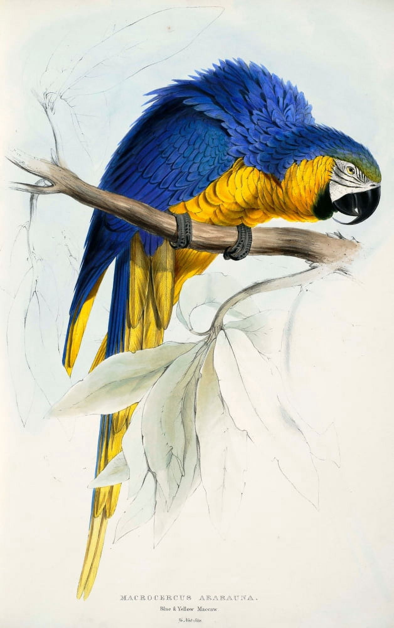 Psittacidae 1832 Blue & Yellow Macaw Canvas Art - Edward Lear (24 x 36)