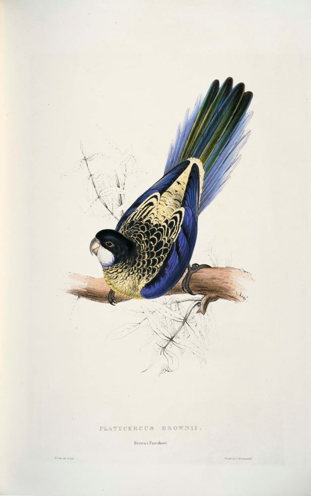 Psittacidae 1832 Browns Parakeet Canvas Art - Edward Lear (24 x 36)