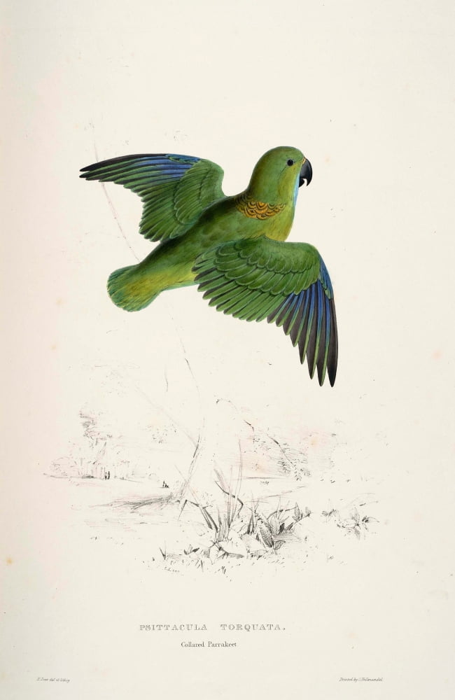 Psittacidae 1832 Collared Parakeet Canvas Art - Edward Lear (24 x 36)