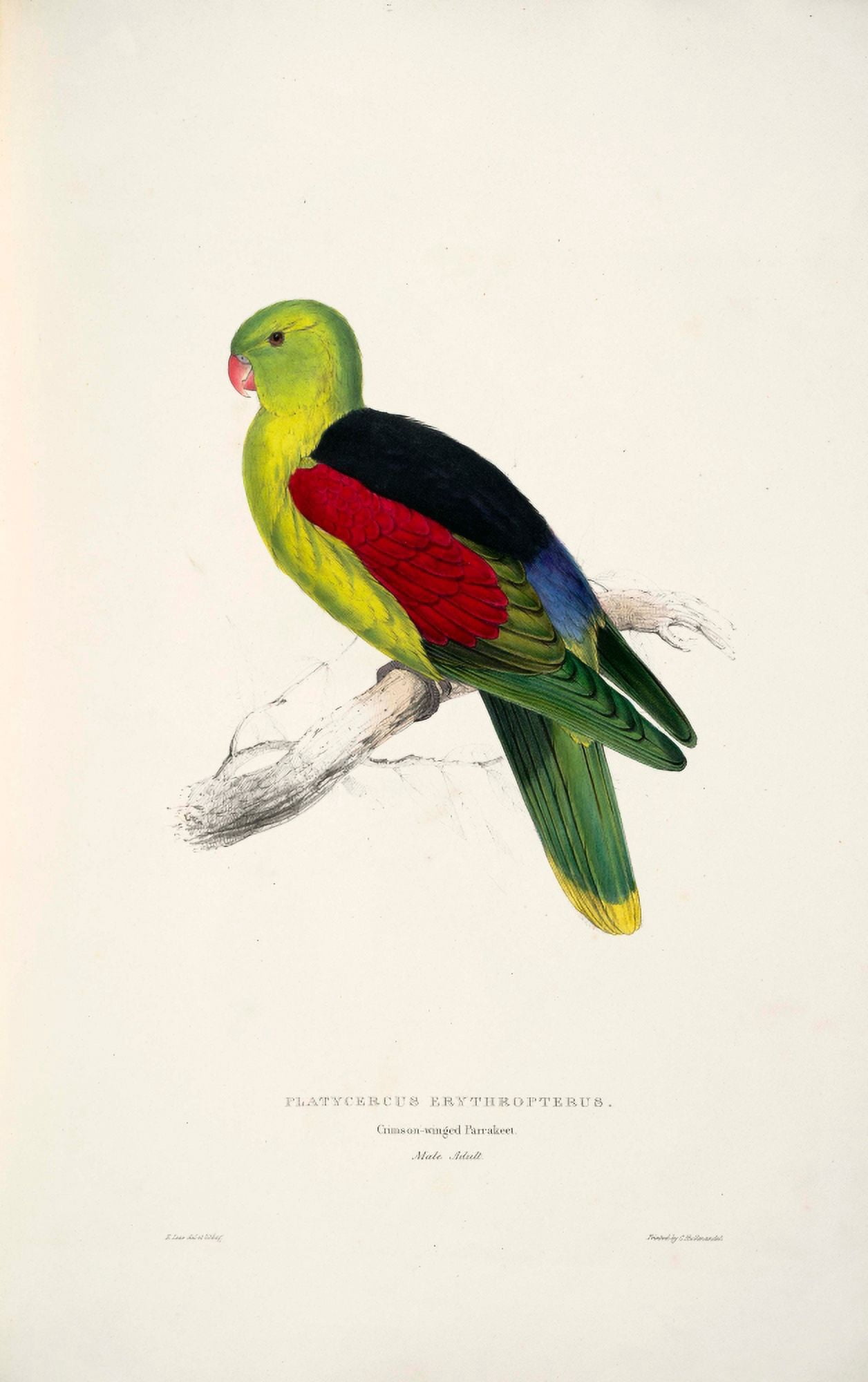 Psittacidae 1832 Crimson-winged Parakeet 1 Canvas Art - Edward Lear (24 x 36)