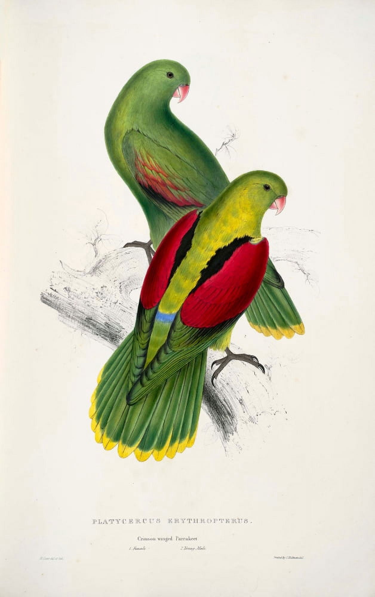 Psittacidae 1832 Crimson-winged Parakeet 2 Canvas Art - Edward Lear (18 x 24)