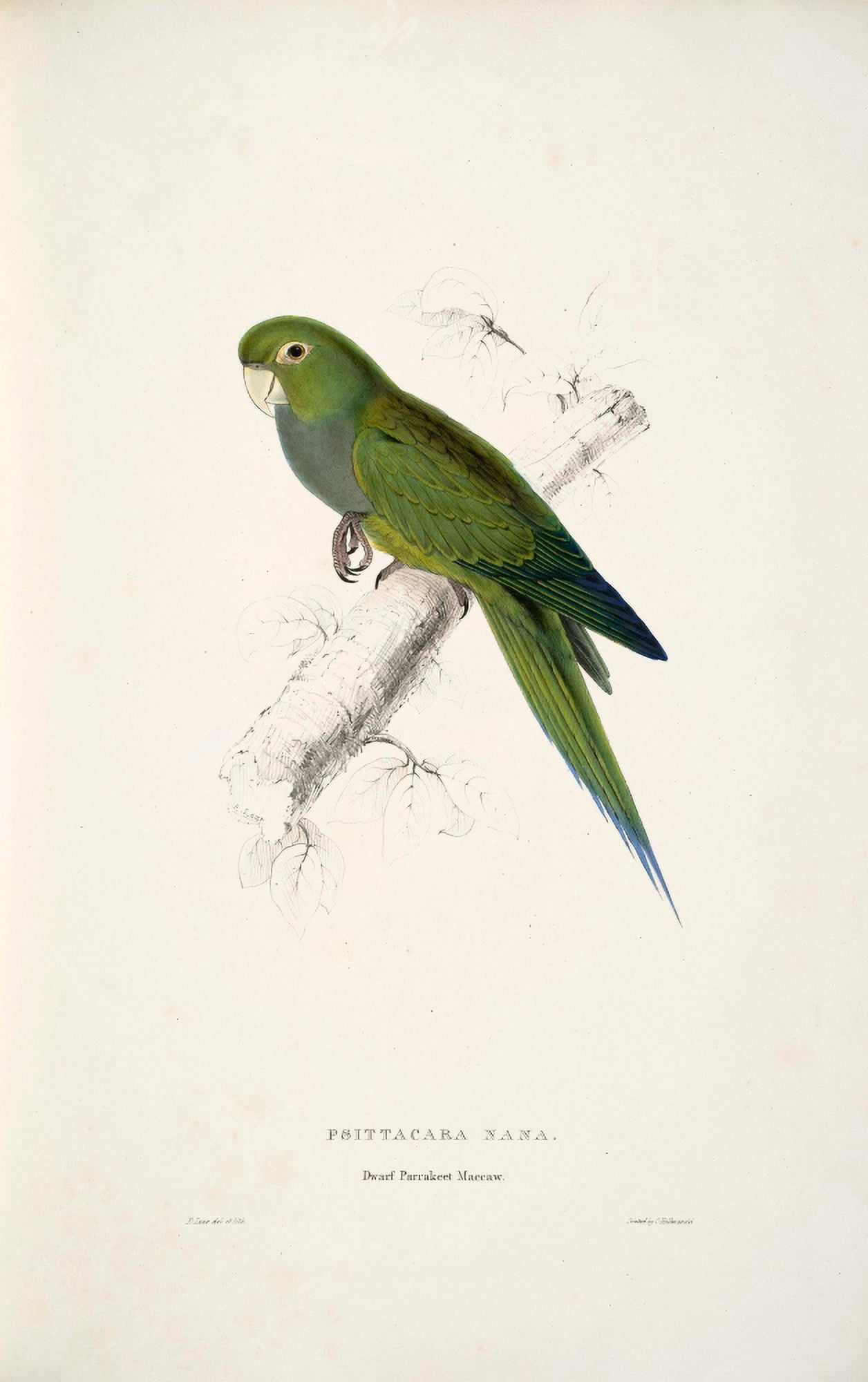 Psittacidae 1832 Dwarf Parakeet Macaw Canvas Art - Edward Lear (24 x 36)