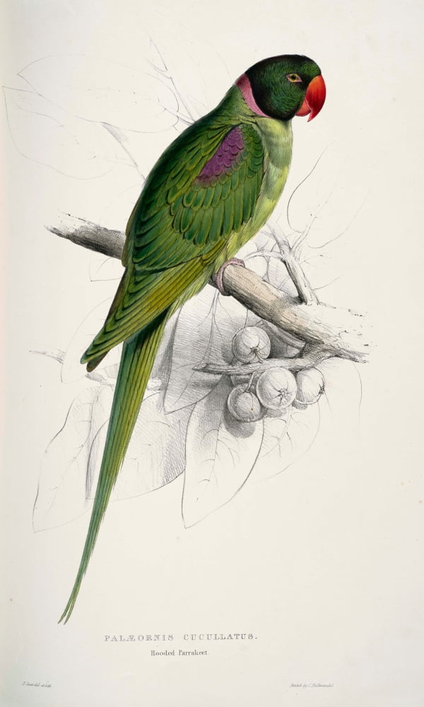 Psittacidae 1832 Hooded Parakeet Canvas Art - Edward Lear (24 x 36)