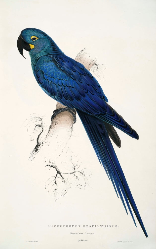Psittacidae 1832 Hyacinthine Macaw Canvas Art - Edward Lear (18 x 24)