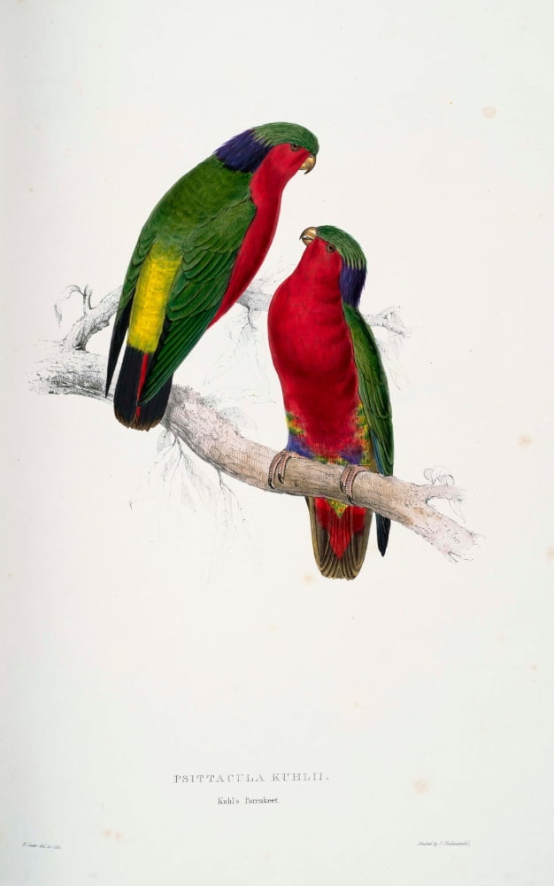 Psittacidae 1832 Kuhls Parakeet Canvas Art - Edward Lear (24 x 36)