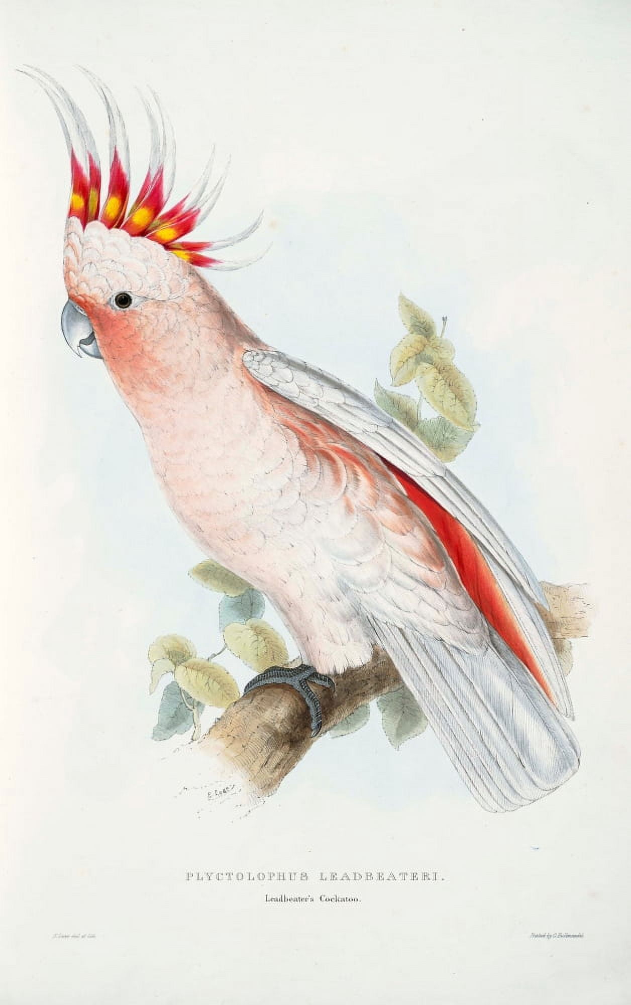 Psittacidae 1832 Leadbetters Cockatoo Canvas Art - Edward Lear (18 x 24)