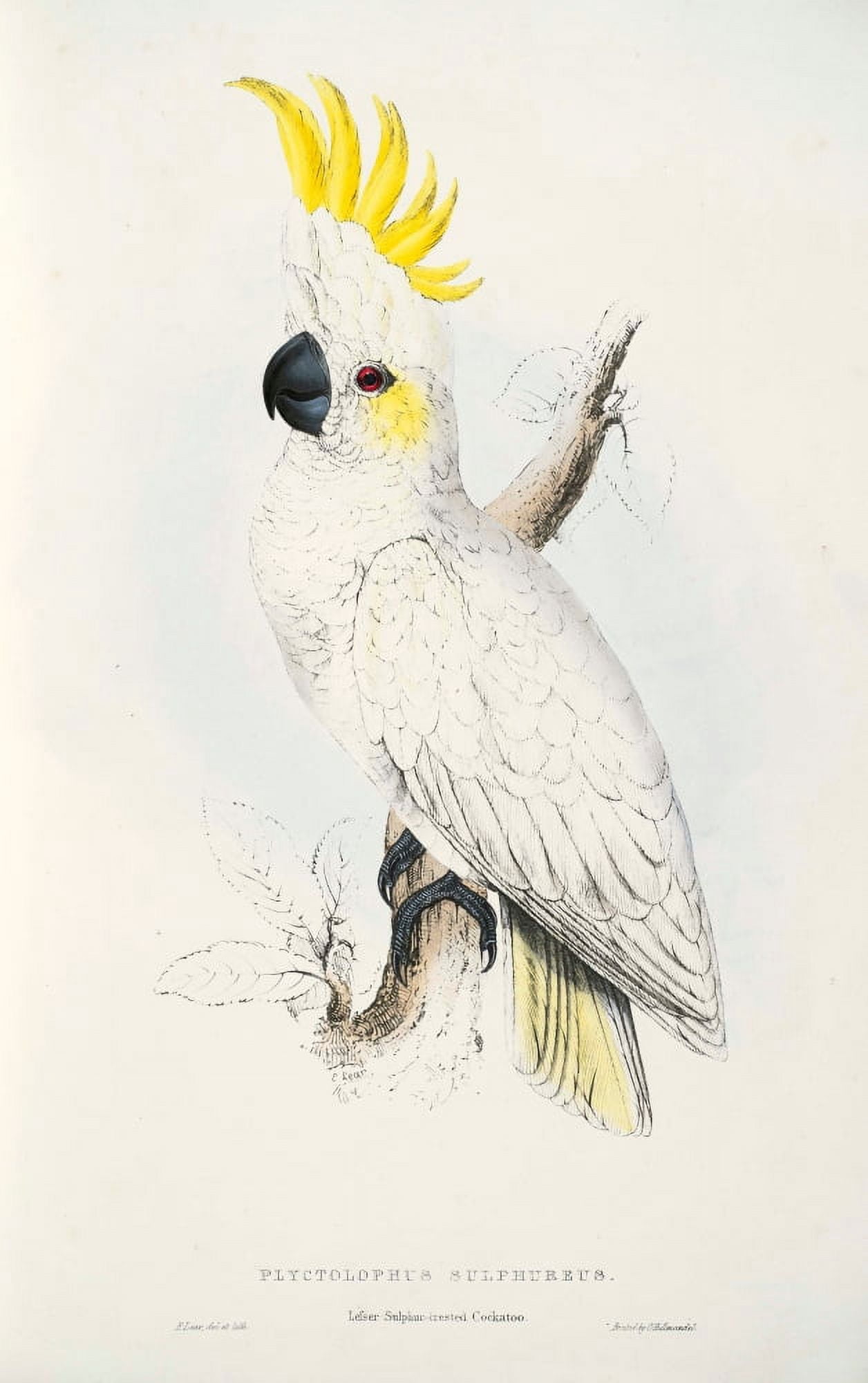 Psittacidae 1832 Lesser Sulphur-crstd Cockatoo Canvas Art - Edward Lear (18 x 24)