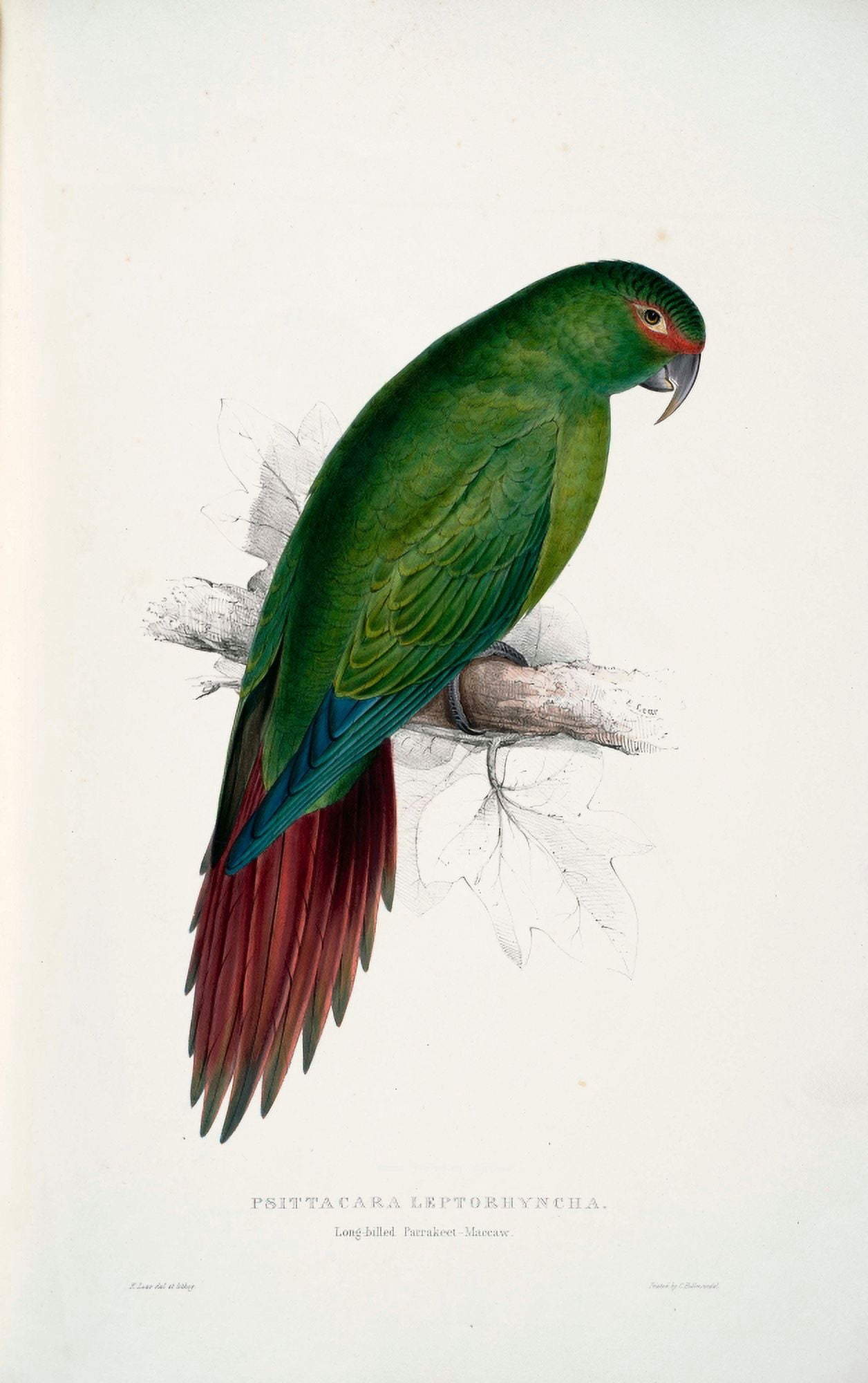 Psittacidae 1832 Long-billed Parakeet Macaw Canvas Art - Edward Lear (24 x 36)