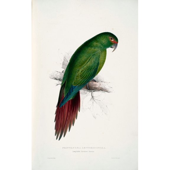 Psittacidae 1832 Long-billed Parakeet Macaw Poster Print by Edward Lear (24 x 36)
