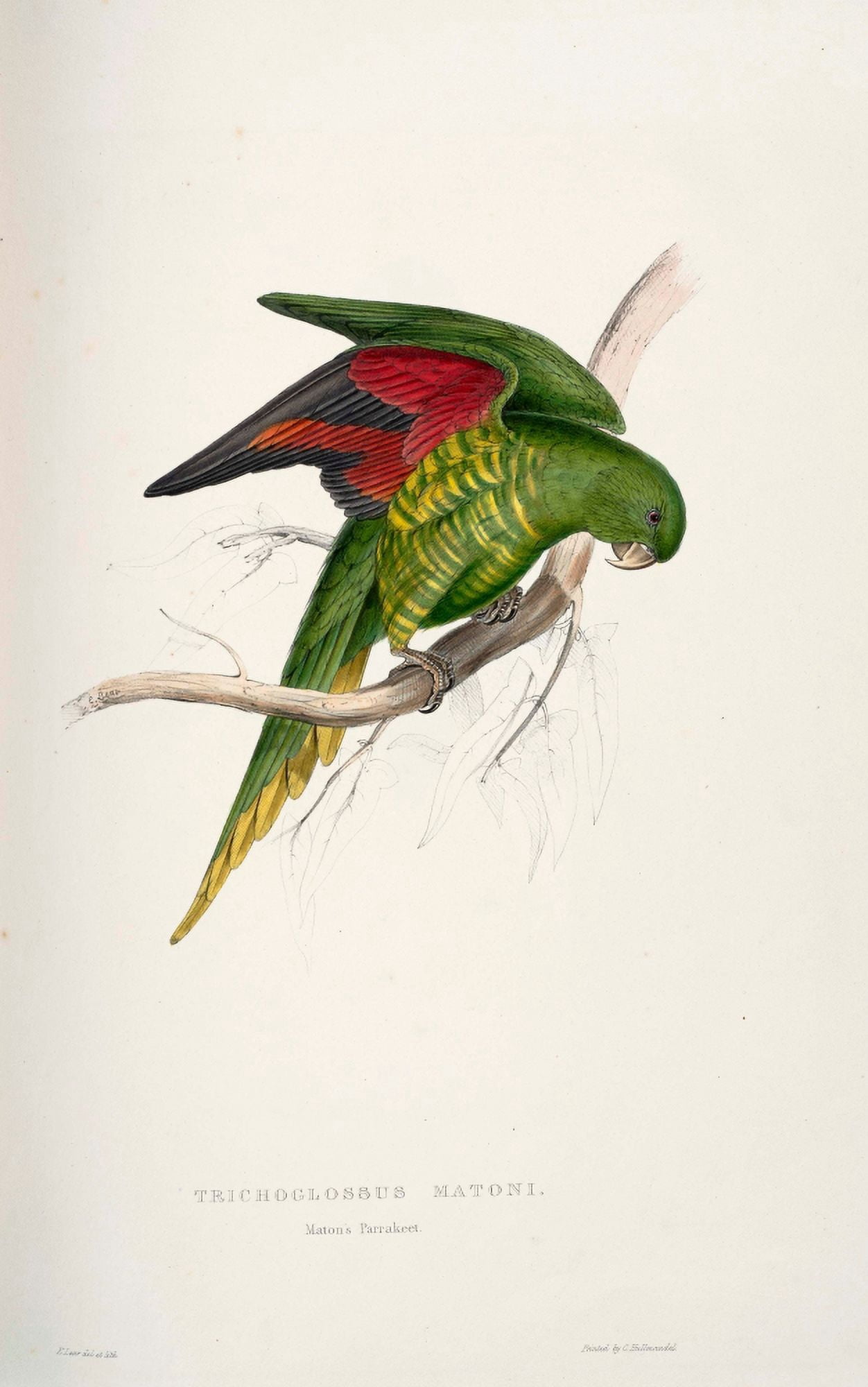 Psittacidae 1832 Matons Parakeet Canvas Art - Edward Lear (24 x 36)
