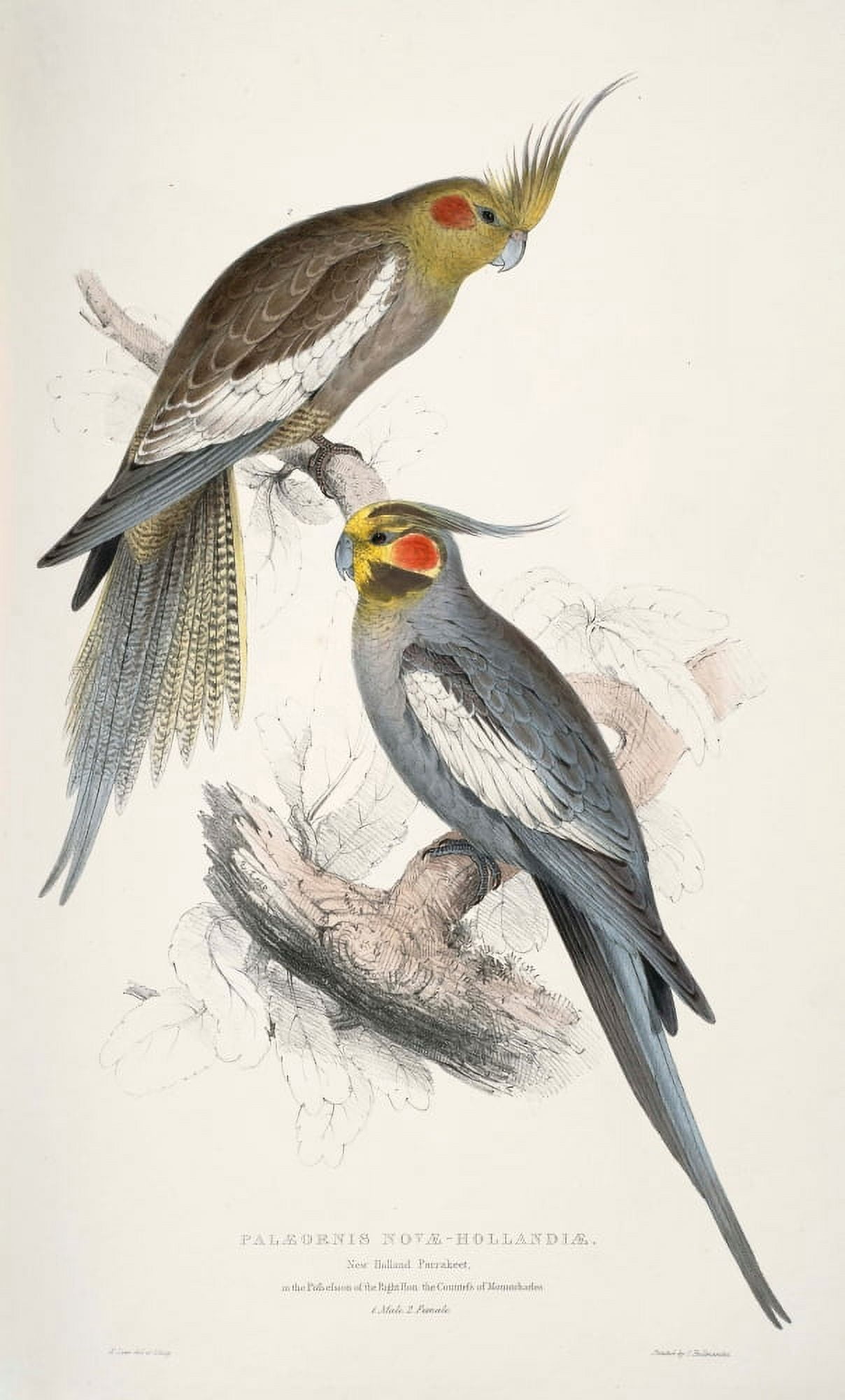 Psittacidae 1832 New Holland Parakeet Canvas Art - Edward Lear (24 x 36)
