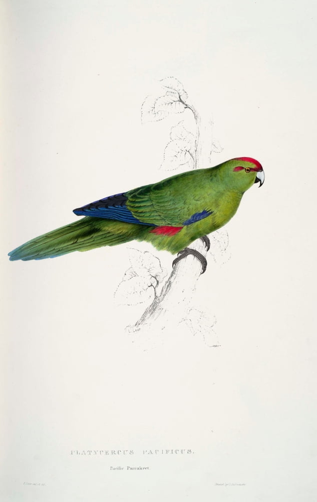 Psittacidae 1832 Pacific Parakeet Canvas Art - Edward Lear (18 x 24)