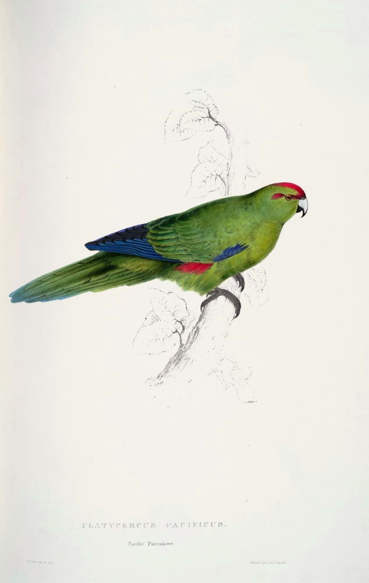 Psittacidae 1832 Pacific Parakeet Canvas Art - Edward Lear (24 x 36)