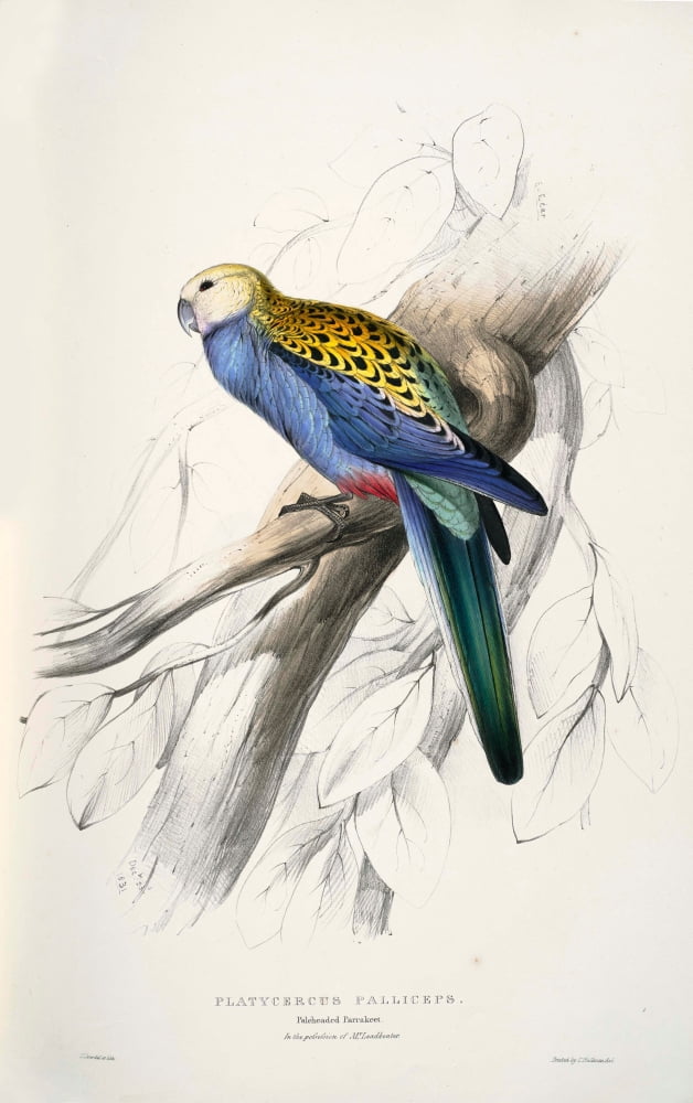 Psittacidae 1832 Pale-headed Parakeet Canvas Art - Edward Lear (18 x 24)