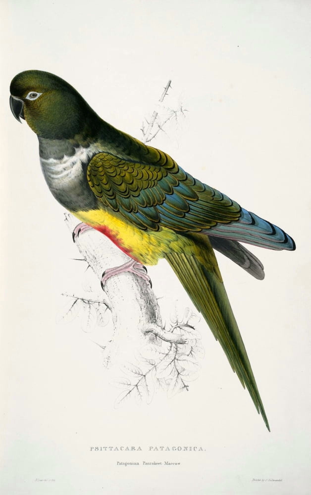 Psittacidae 1832 Parakeet Macaw Canvas Art - Edward Lear (18 x 24)