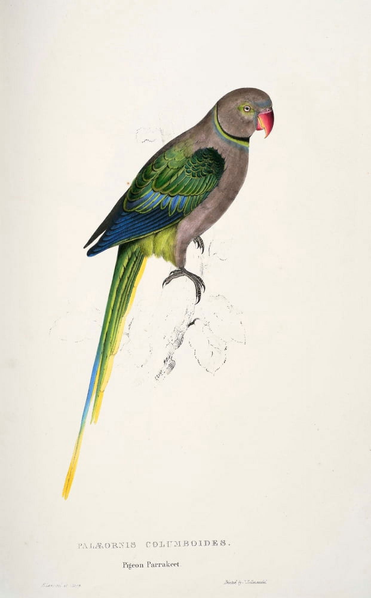 Psittacidae 1832 Pigeon Parakeet Canvas Art - Edward Lear (24 x 36)