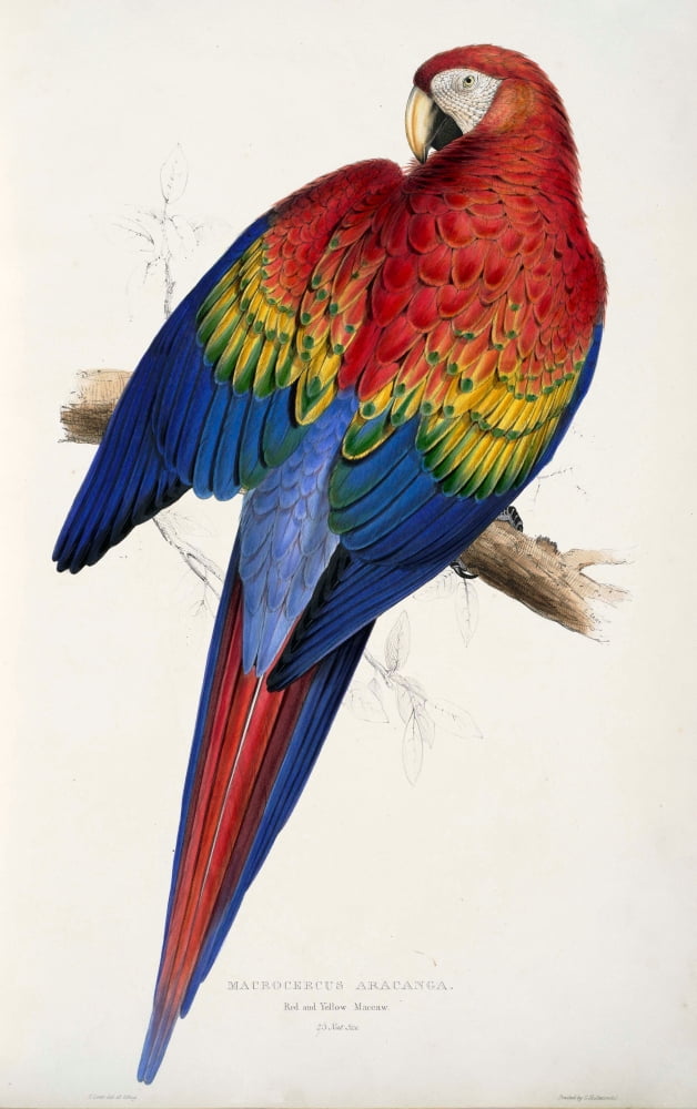 Psittacidae 1832 Red & Yellow Macaw Canvas Art - Edward Lear (24 x 36)