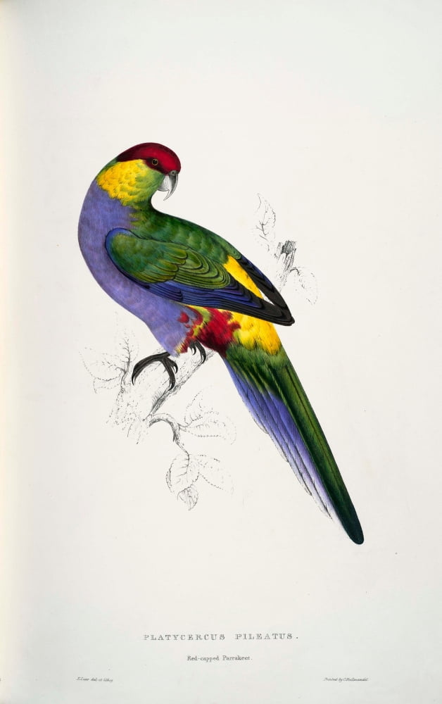 Psittacidae 1832 Red-capped Parakeet 1 Canvas Art - Edward Lear (18 x 24)