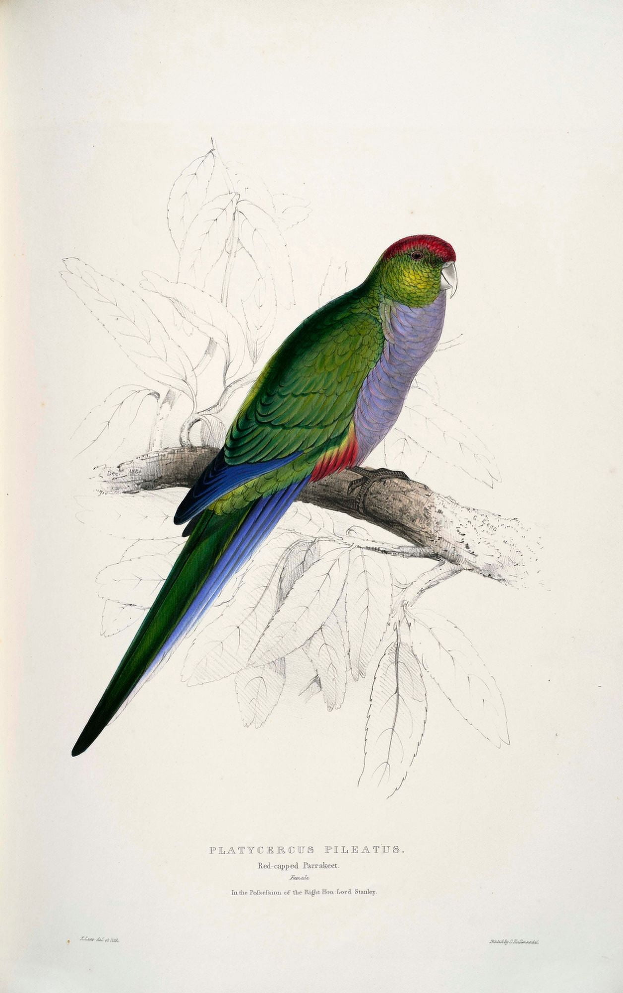 Psittacidae 1832 Red-capped Parakeet 2 Canvas Art - Edward Lear (24 x 36)