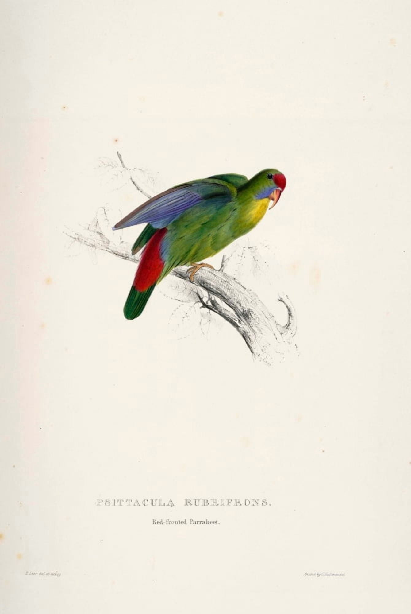 Psittacidae 1832 Red-fronted Parakeet Canvas Art - Edward Lear (18 x 24)