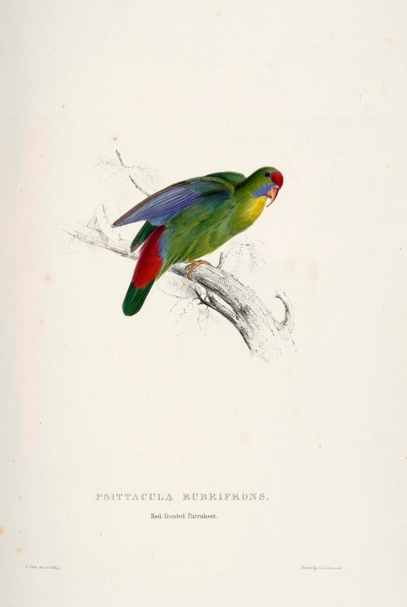 Psittacidae 1832 Red-fronted Parakeet Canvas Art - Edward Lear (24 x 36)