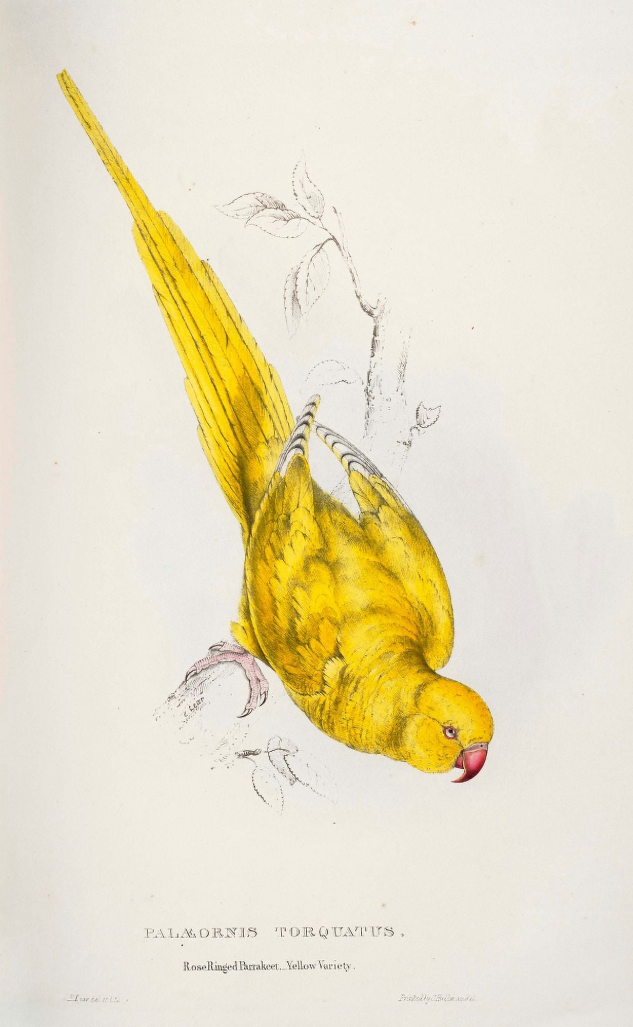 Psittacidae 1832 Rose-ringed Parakeet Canvas Art - Edward Lear (24 x 36)