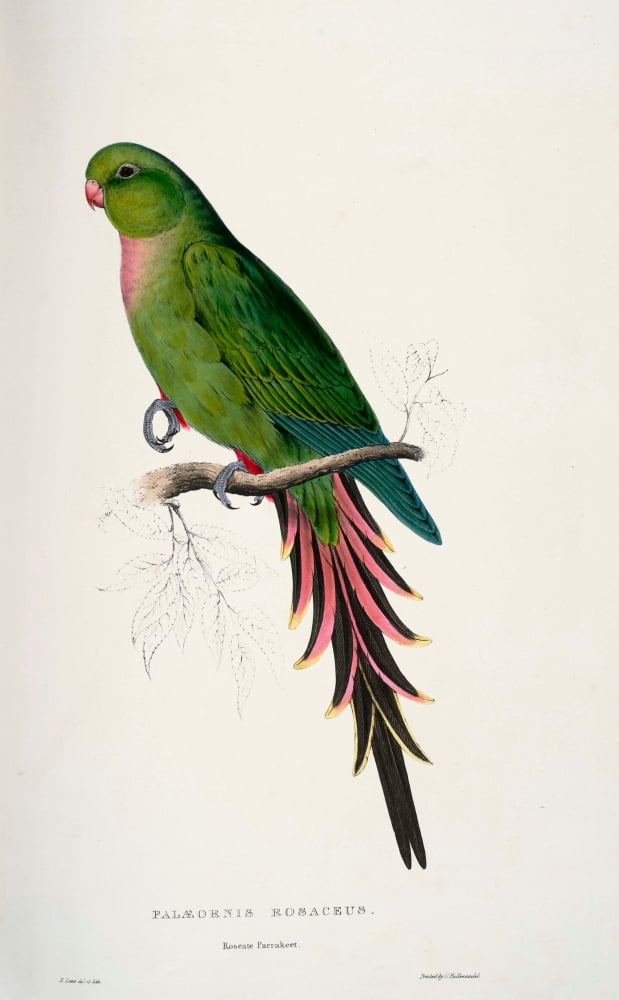 Psittacidae 1832 Roseate Parakeet Canvas Art - Edward Lear (18 x 24)