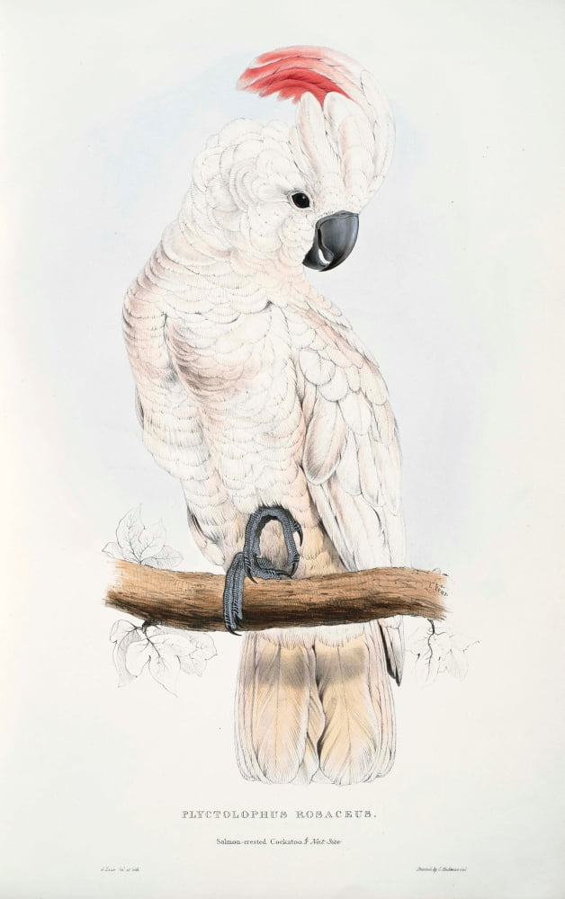 Psittacidae 1832 Salmon-crested Cockatoo Canvas Art - Edward Lear (18 x 24)