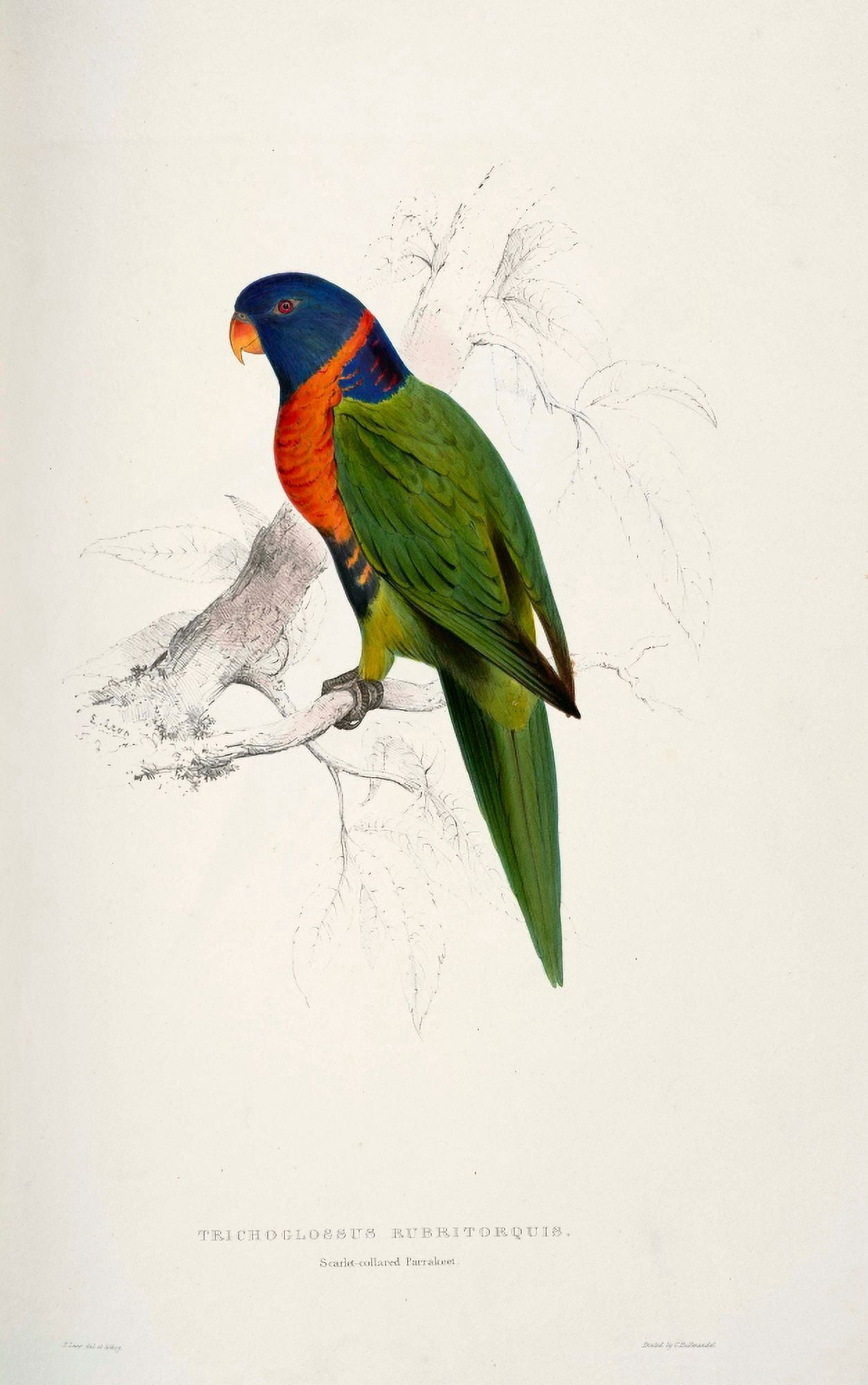 Psittacidae 1832 Scarlet-collared Parakeet Canvas Art - Edward Lear (24 x 36)