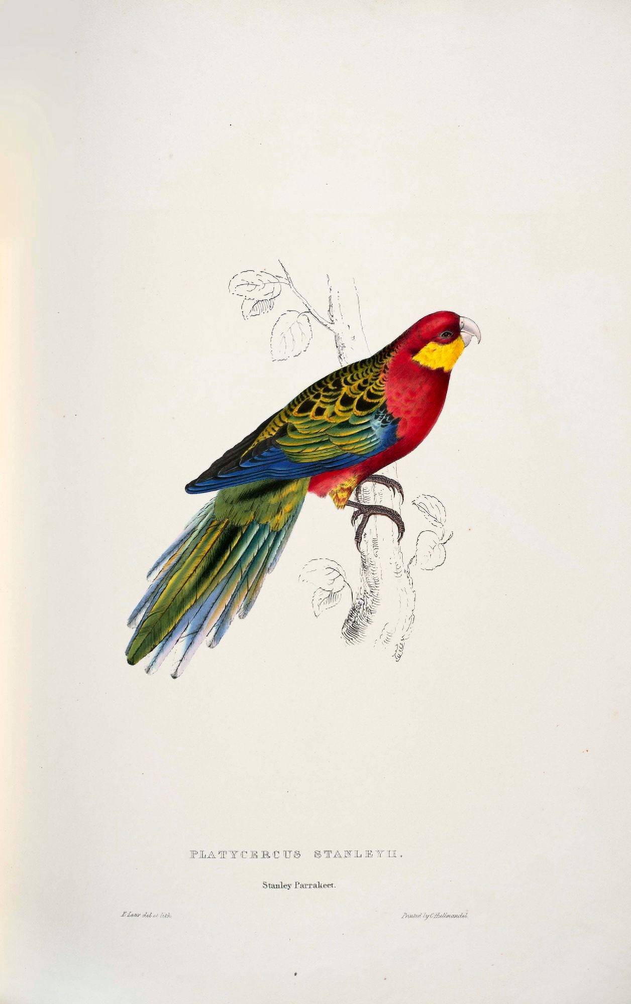 Psittacidae 1832 Stanley Parakeet 1 Canvas Art - Edward Lear (24 x 36)