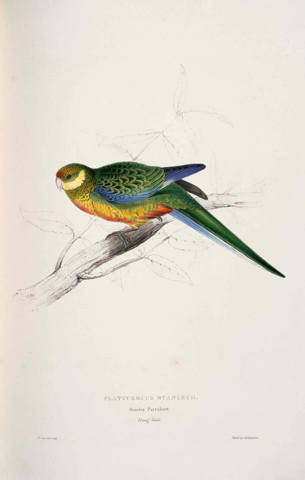 Psittacidae 1832 Stanley Parakeet 2 Canvas Art - Edward Lear (18 x 24)
