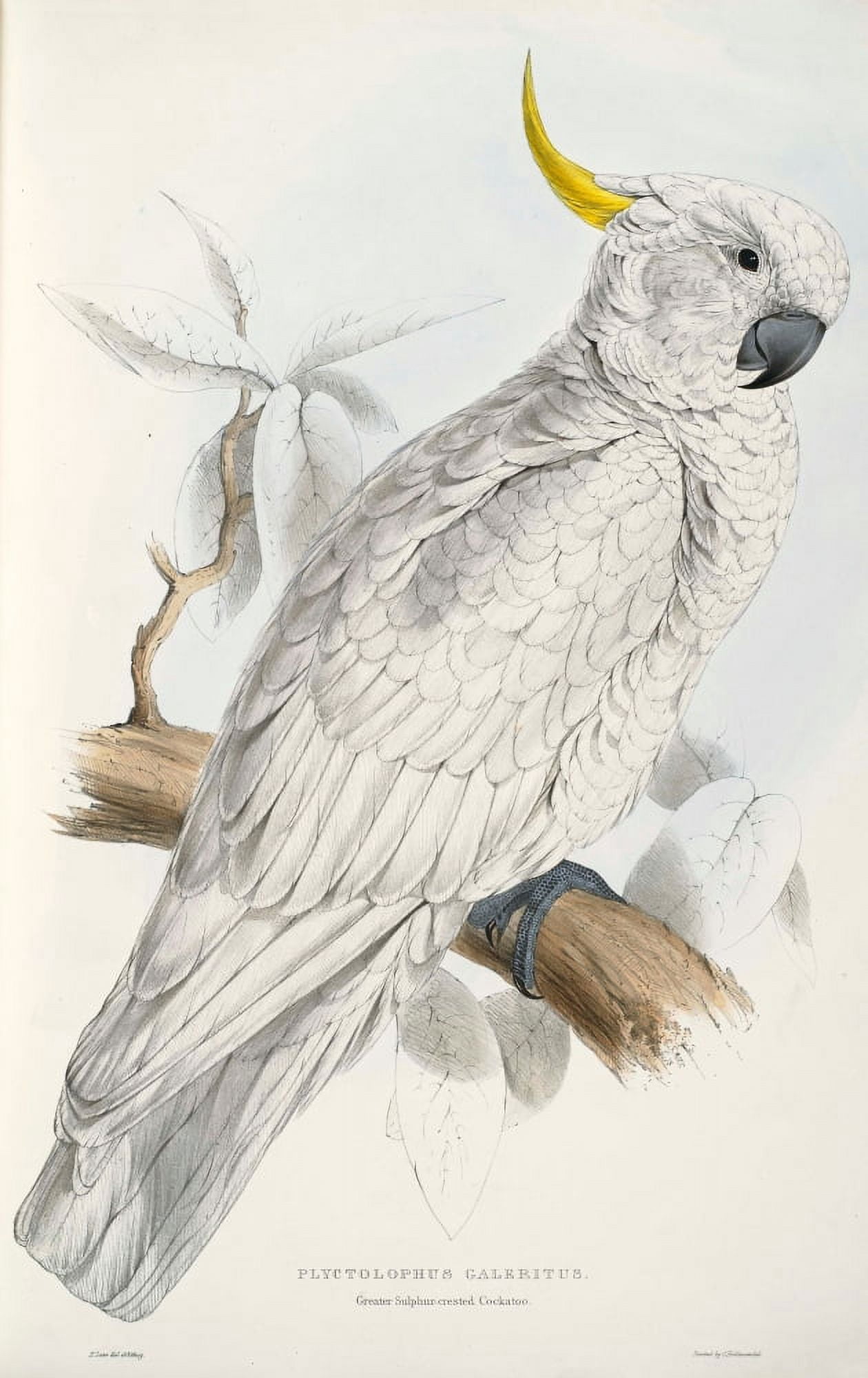 Psittacidae 1832 Sulphur-crested Cockatoo Canvas Art - Edward Lear (18 x 24)