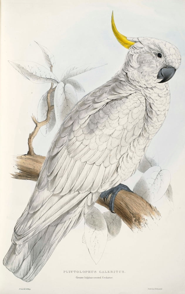 Psittacidae 1832 Sulphur-crested Cockatoo Canvas Art - Edward Lear (24 x 36)