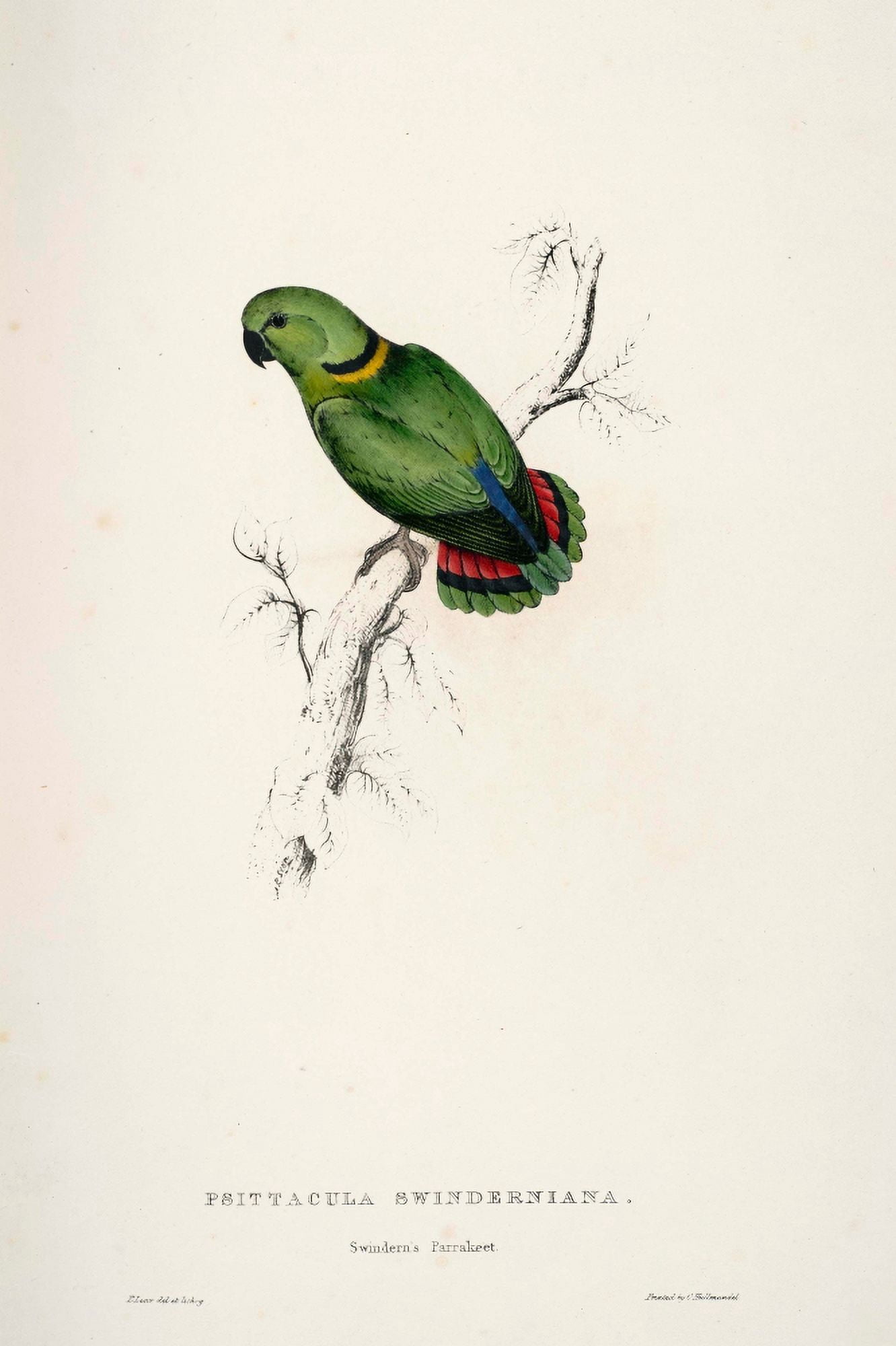 Psittacidae 1832 Swinderns Parakeet Canvas Art - Edward Lear (18 x 24)