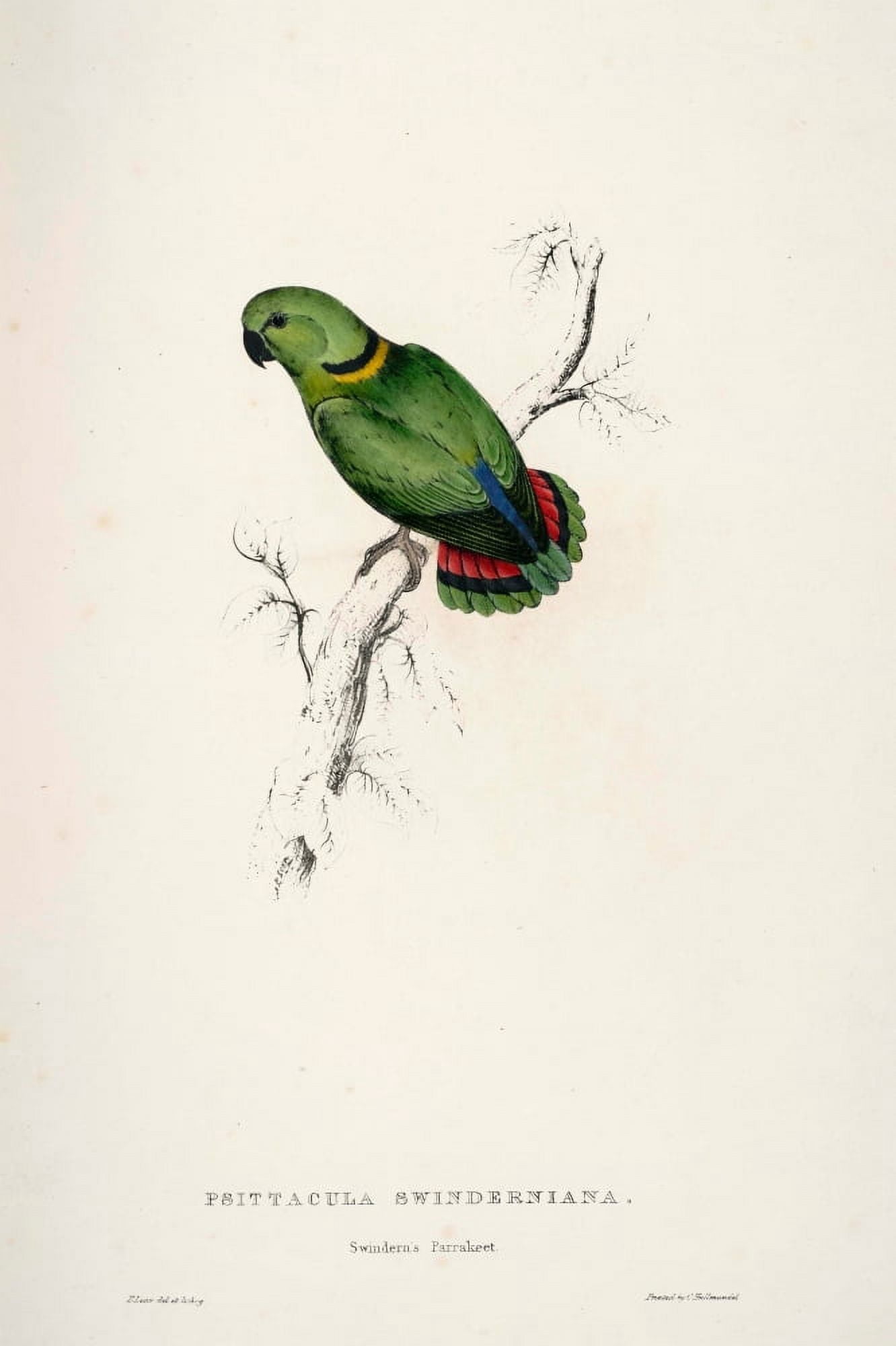 Psittacidae 1832 Swinderns Parakeet Canvas Art - Edward Lear (24 x 36)