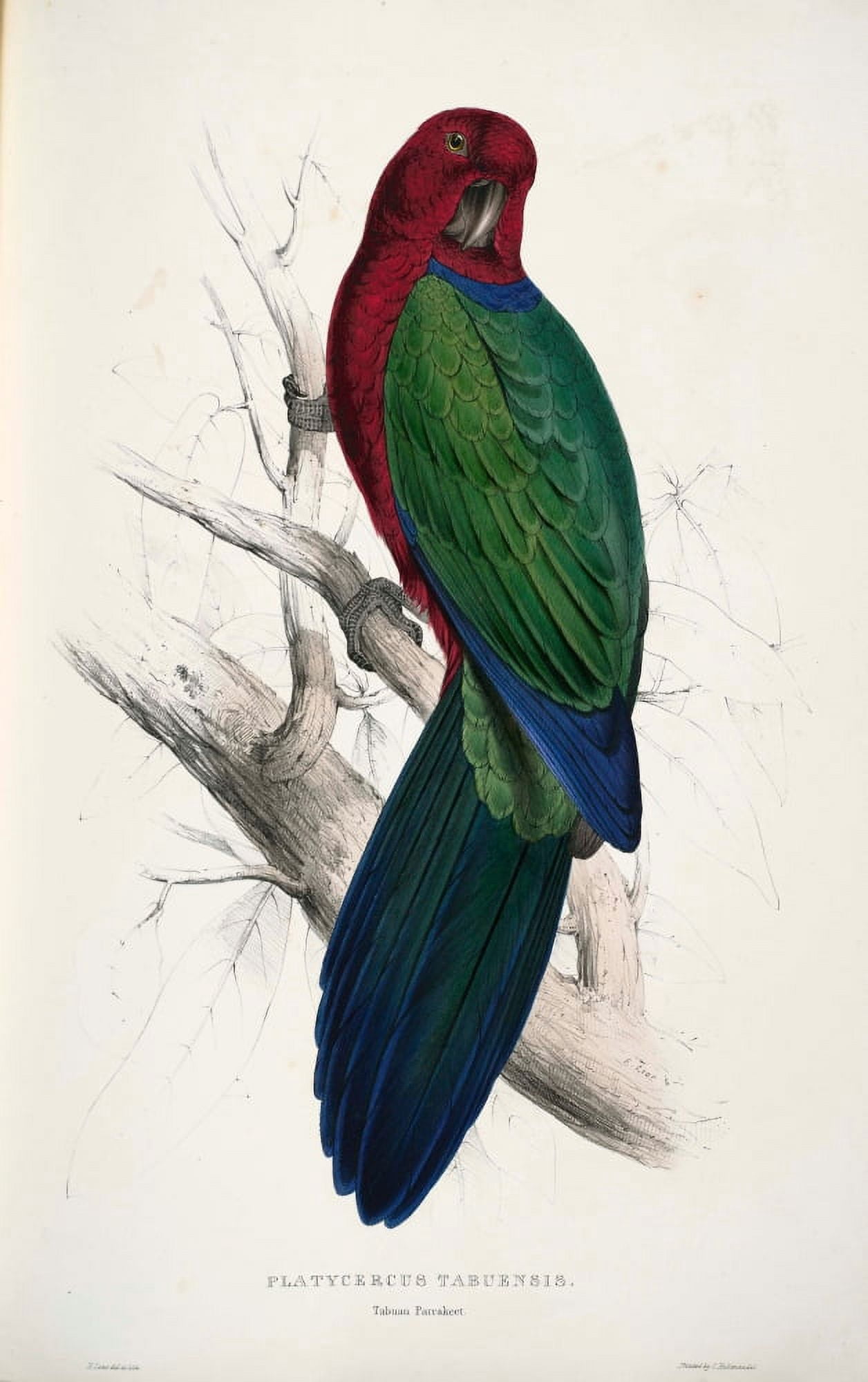 Psittacidae 1832 Tabuan Parakeet Canvas Art - Edward Lear (24 x 36)